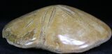 Large Polished Fossil Sand Dollar - Jurassic #27341-1